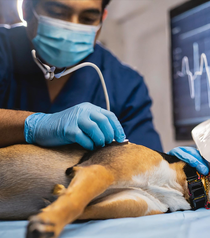 VETERINARIO